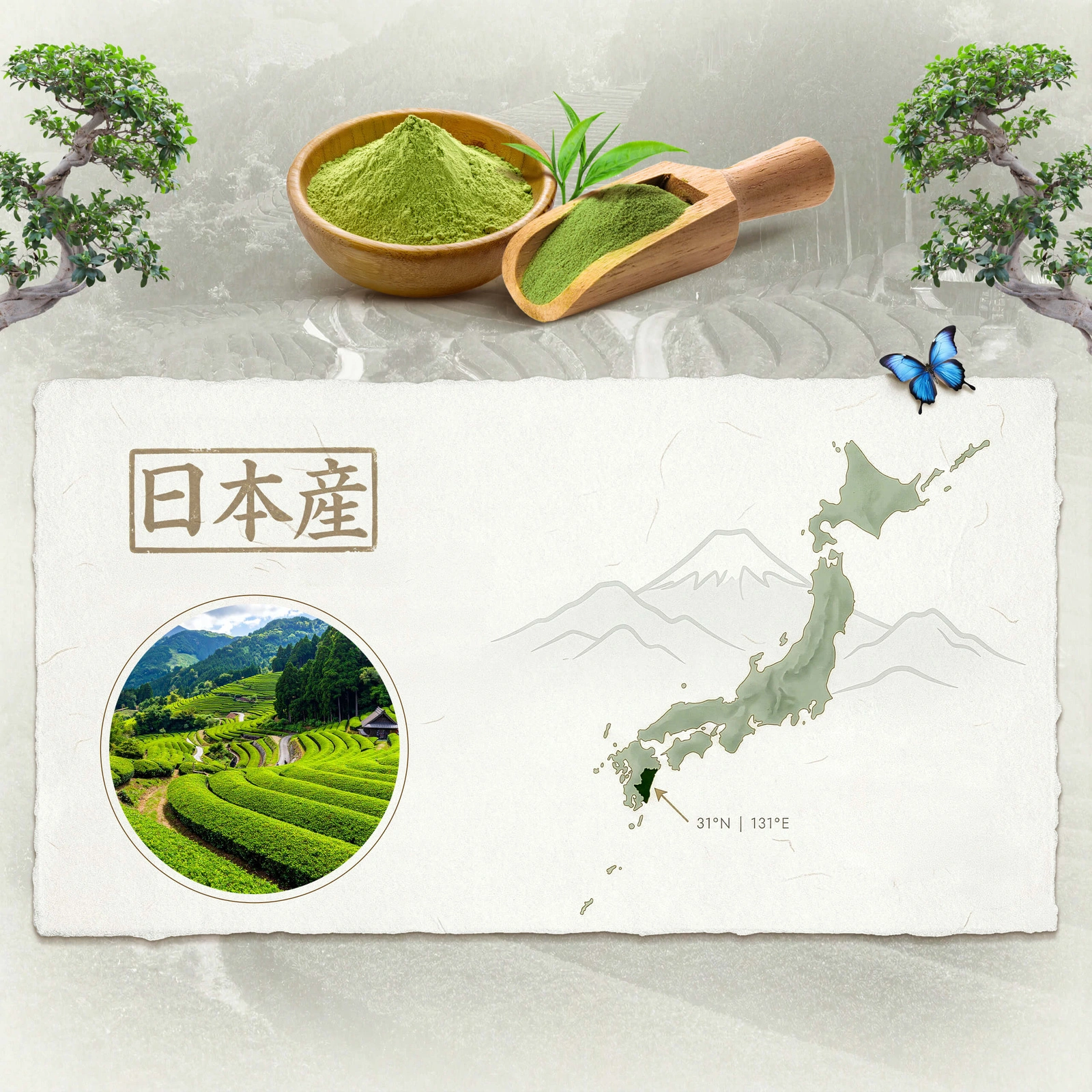 Japanskt ceremoniellt matcha BIO Mary Rose